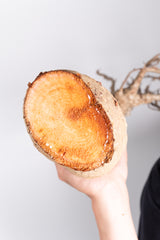 i203 - アダンソニア ディギタータ バオバブ Adansonia digitata