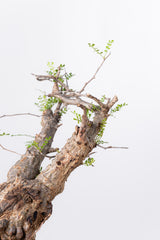 1070- 発根済 Operculicarya Pachypus オペルクリカリア・パキプス