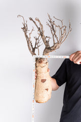 i203 - アダンソニア ディギタータ バオバブ Adansonia digitata