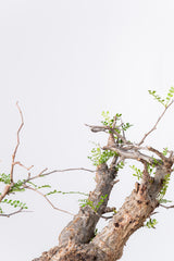 1070- 発根済 Operculicarya Pachypus オペルクリカリア・パキプス