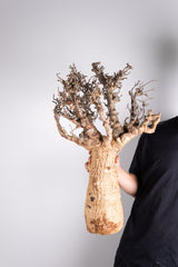 i204 - アダンソニア ディギタータ バオバブ Adansonia digitata