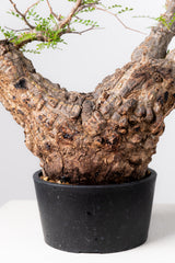 1070- 発根済 Operculicarya Pachypus オペルクリカリア・パキプス