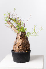 1070- 発根済 Operculicarya Pachypus オペルクリカリア・パキプス