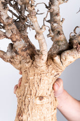 i204 - アダンソニア ディギタータ バオバブ Adansonia digitata
