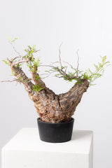 1070- 発根済 Operculicarya Pachypus オペルクリカリア・パキプス