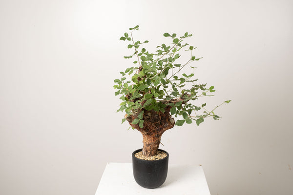 1 発根済   commiphora orbicularis コミフォラ オルビクラリス