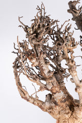 i204 - アダンソニア ディギタータ バオバブ Adansonia digitata