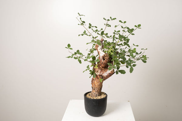 1 発根済   commiphora orbicularis コミフォラ オルビクラリス