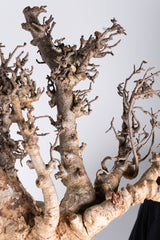 i204 - アダンソニア ディギタータ バオバブ Adansonia digitata