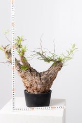 1070- 発根済 Operculicarya Pachypus オペルクリカリア・パキプス