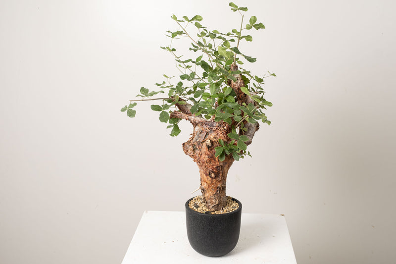 1 発根済   commiphora orbicularis コミフォラ オルビクラリス
