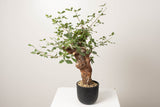 1 発根済   commiphora orbicularis コミフォラ オルビクラリス