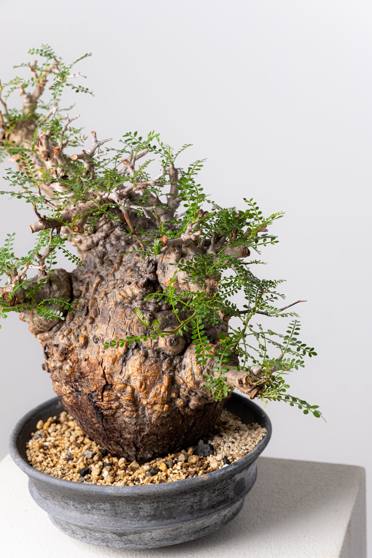 オペルクリカリア・パキプス / OPERCULICARYA PACHYPUS – KOMO