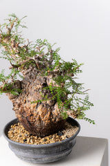 1071- 発根済 Operculicarya Pachypus オペルクリカリア・パキプス