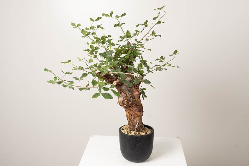 1 発根済   commiphora orbicularis コミフォラ オルビクラリス