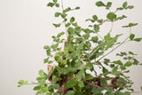 1 発根済   commiphora orbicularis コミフォラ オルビクラリス