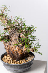 1071- 発根済 Operculicarya Pachypus オペルクリカリア・パキプス