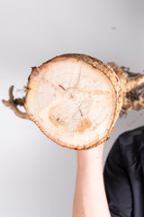 i204 - アダンソニア ディギタータ バオバブ Adansonia digitata
