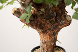 1 発根済   commiphora orbicularis コミフォラ オルビクラリス