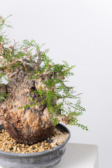 1071- 発根済 Operculicarya Pachypus オペルクリカリア・パキプス