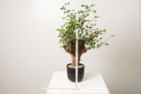 1 発根済   commiphora orbicularis コミフォラ オルビクラリス