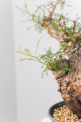 1071- 発根済 Operculicarya Pachypus オペルクリカリア・パキプス