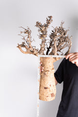i204 - アダンソニア ディギタータ バオバブ Adansonia digitata