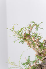 1071- 発根済 Operculicarya Pachypus オペルクリカリア・パキプス