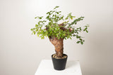 20 発根済  commiphora orbicularis コミフォラ オルビクラリス