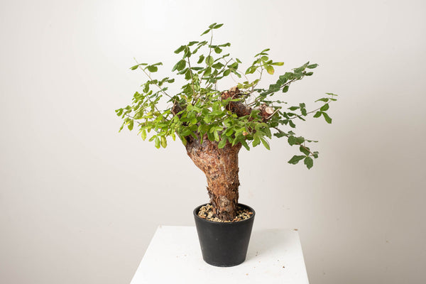 20 発根済  commiphora orbicularis コミフォラ オルビクラリス