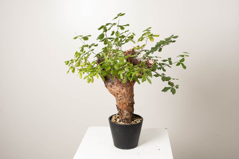 20 発根済  commiphora orbicularis コミフォラ オルビクラリス