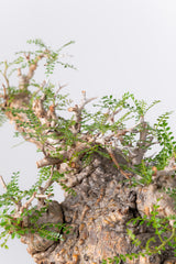 1071- 発根済 Operculicarya Pachypus オペルクリカリア・パキプス