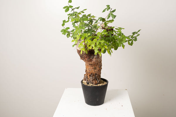 20 発根済  commiphora orbicularis コミフォラ オルビクラリス