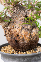 1071- 発根済 Operculicarya Pachypus オペルクリカリア・パキプス