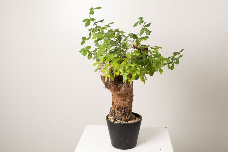 20 発根済  commiphora orbicularis コミフォラ オルビクラリス