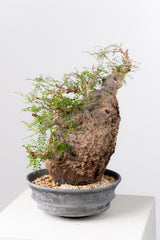 1071- 発根済 Operculicarya Pachypus オペルクリカリア・パキプス