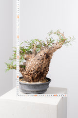 1071- 発根済 Operculicarya Pachypus オペルクリカリア・パキプス