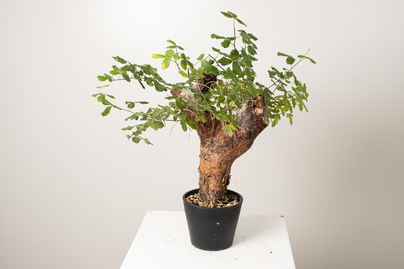 20 発根済  commiphora orbicularis コミフォラ オルビクラリス
