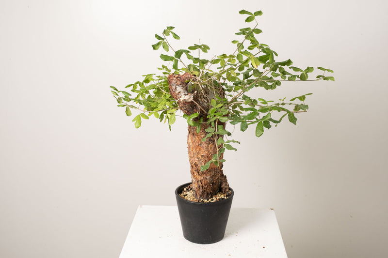 20 発根済  commiphora orbicularis コミフォラ オルビクラリス