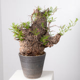 1072- 発根済 Operculicarya Pachypus オペルクリカリア・パキプス