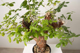 20 発根済  commiphora orbicularis コミフォラ オルビクラリス