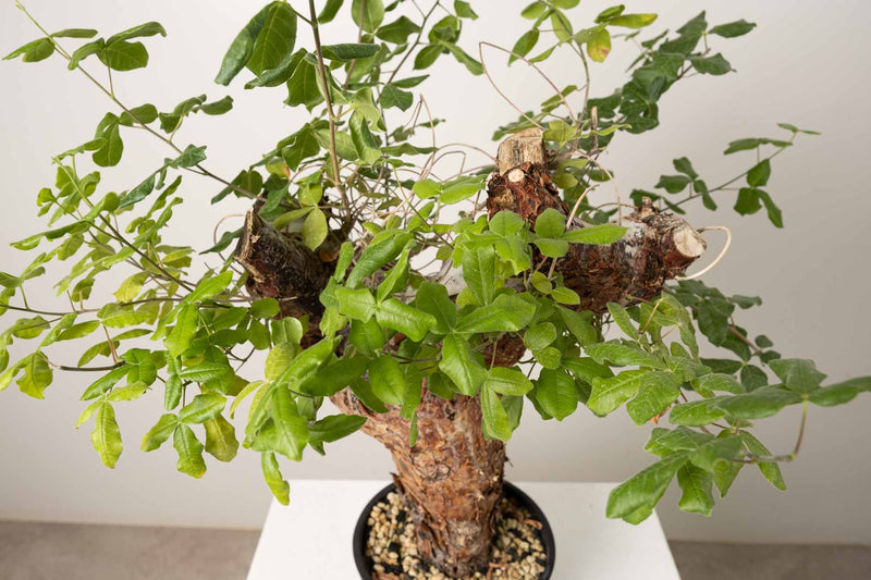 20 発根済  commiphora orbicularis コミフォラ オルビクラリス