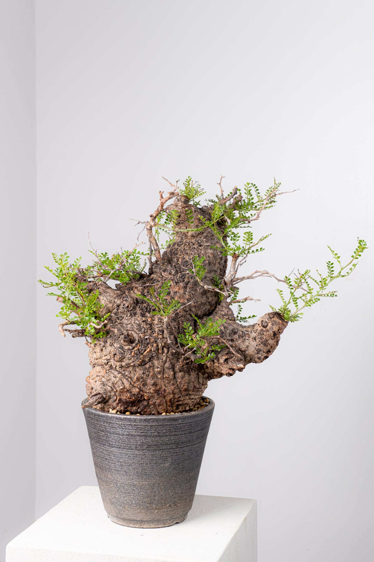 オペルクリカリア・パキプス / OPERCULICARYA PACHYPUS – KOMO