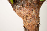 20 発根済  commiphora orbicularis コミフォラ オルビクラリス