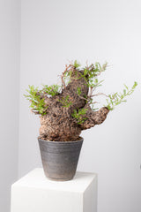 1072- 発根済 Operculicarya Pachypus オペルクリカリア・パキプス