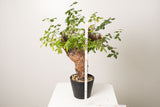 20 発根済  commiphora orbicularis コミフォラ オルビクラリス
