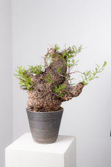 1072- 発根済 Operculicarya Pachypus オペルクリカリア・パキプス