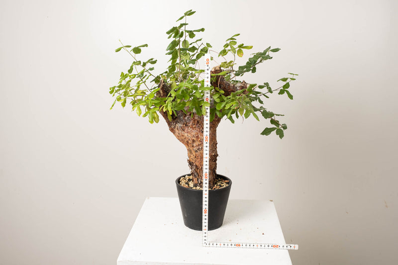 20 発根済  commiphora orbicularis コミフォラ オルビクラリス