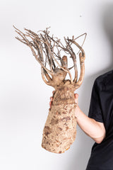i206 - アダンソニア ディギタータ バオバブ Adansonia digitata