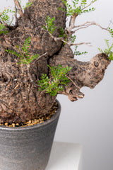 1072- 発根済 Operculicarya Pachypus オペルクリカリア・パキプス